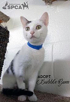 Bubble Gum (21528439)
