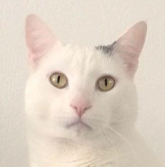 Buddy (21604456)