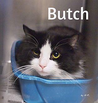 Butch (21314762)