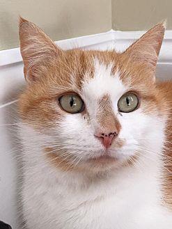 Butterscotch (21350371)