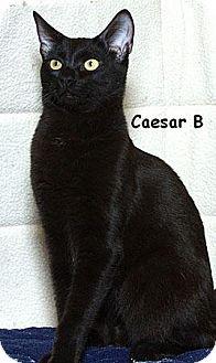 Caesar B (7567297)