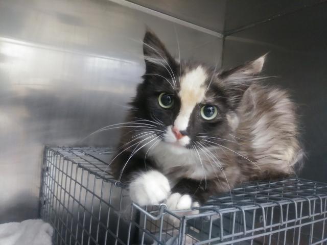 CALLIE* (A246461)