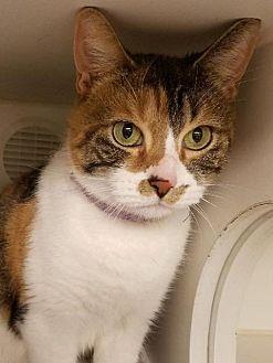 Caramel (21274299)
