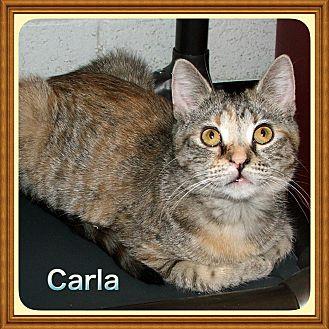 Carla (21350028)