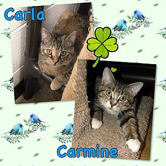 Carmine (21214693)