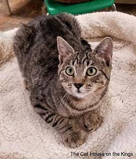 Cat 16669 (M (21604320)