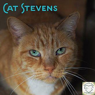 Cat Stevens (11967348)