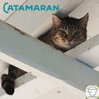 Catamaran (16411747)