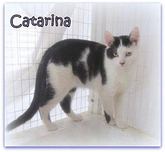 Catarina (16615018)