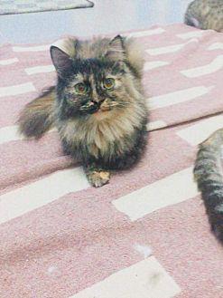 Catzilla Egy (21401704)