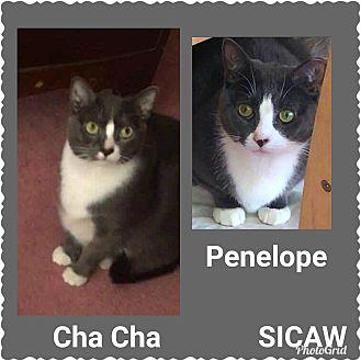 ChaCha and P (21301559)