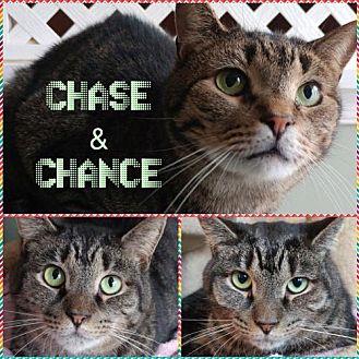 Chance (15601834)