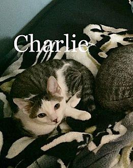Charlie (20066334)