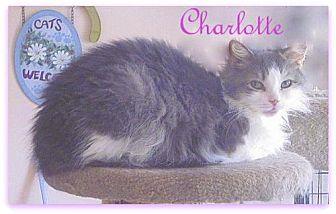 Charlotte (16615021)