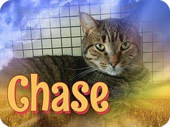 Chase (18328058)