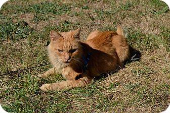 Cheddar (16581638)