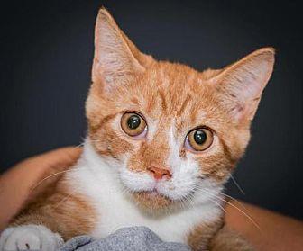 Cheeto (19387704)