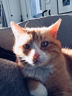 Cheshire (21478541)