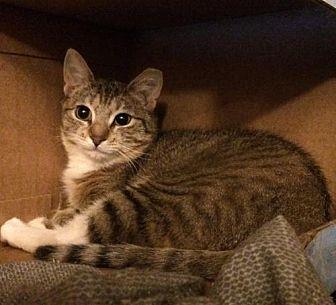 Chipmunk (21349465)