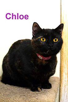 Chloe (19378468)