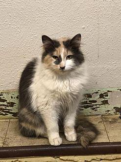 Chloe (21449253)