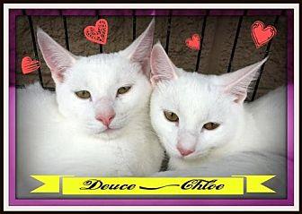 Chloe (cat): (13960429)