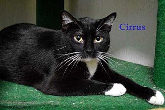 Cirrus (16654553)