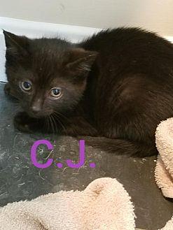 CJ (21463197)