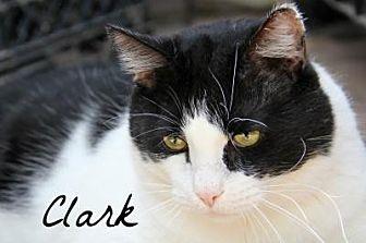 Clark (11700893)