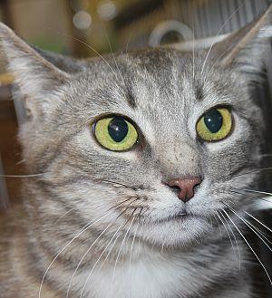 CLEO (21438970)