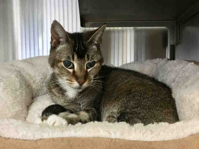 CLEOPATRA (A370493)