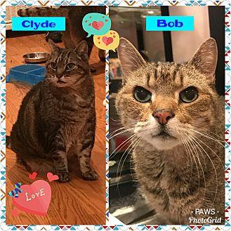 Clyde and Bo (21218727)