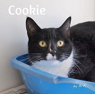 Cookie (21027314)