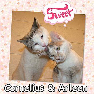 Cornelius (21214240)