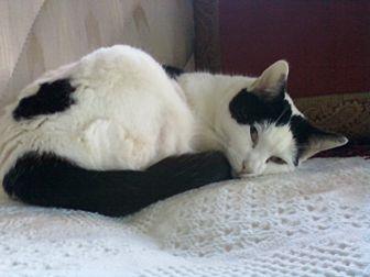 Cow Kitty (20853523)