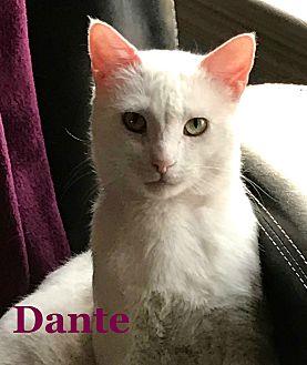 Dante (20728151)