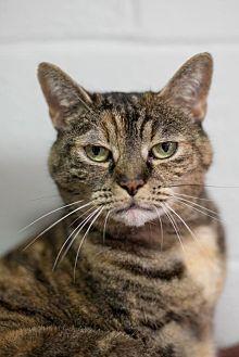 Daphne (13764074)