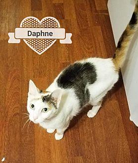 Daphne (20538450)