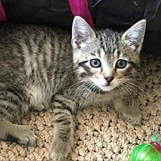 Darby (21594140)