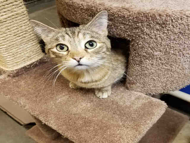 DARLA (A069028)