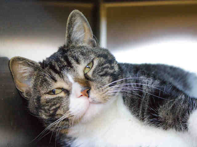 *D’ARTAGNAN (A370598)