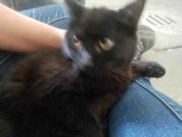 DELILAH (A075215)