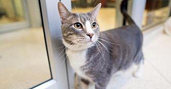 Dexter (21585430)