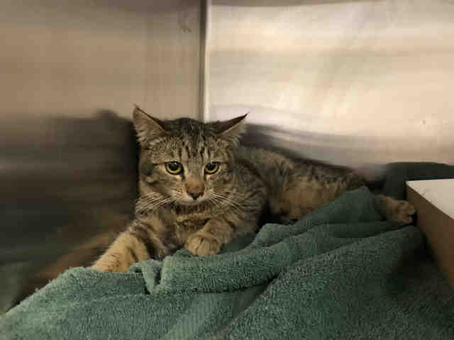 DIEGO (A075322)