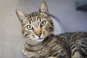 Diesel (21601361)