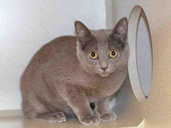 DODGER (21550871)