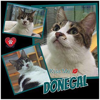 Donegal (21296241)
