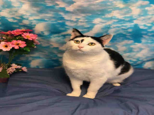 DORY (A136682)