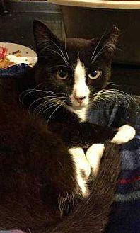 Dottie (21426167)