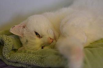 Duchess (21241648)